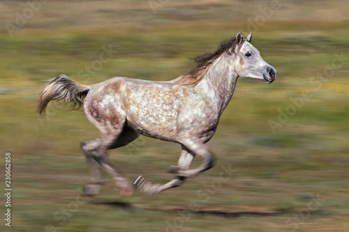 horse at speed