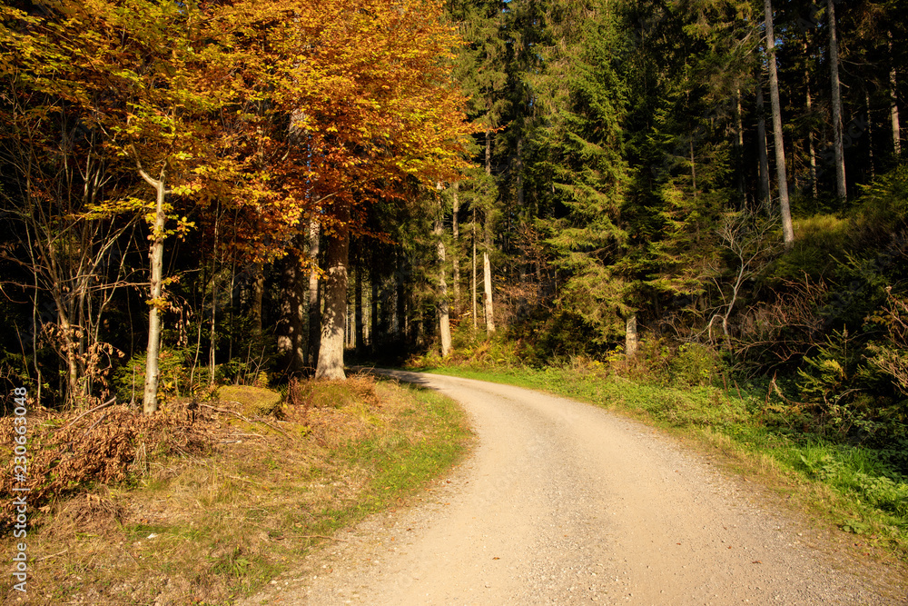 Hiking impression in the Black Forest along the Roetenbach in Autumn, Germany. Magical Autumn Forrest. Colorful Fall Leaves. Romantic Background. Hiking impression in the Black Forest along the Roetenbach in Autumn, Germany. Magical Autumn Forrest. Colorful Fall Leaves. Romantic Background.