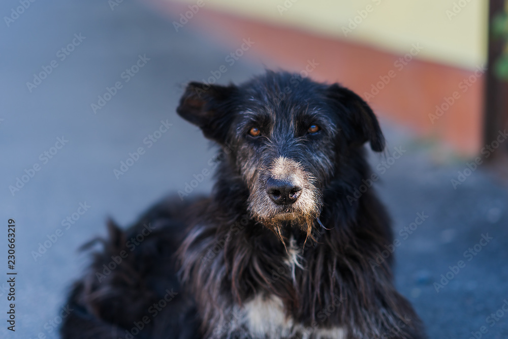 Old black homeless dog lies on street. Old black homeless dog lies on street.
