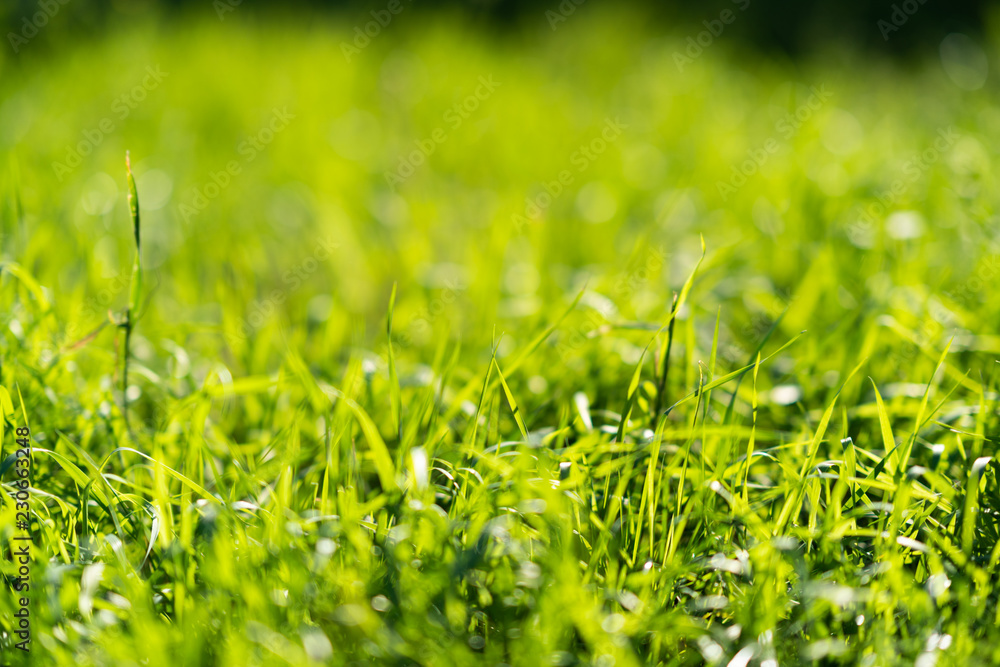 Very green and fresh grass. Symbol of freshness and natural. Brightness and hue colour. Close-up view. Very green and fresh grass. Symbol of freshness and natural. Brightness and hue colour. Close-up view.