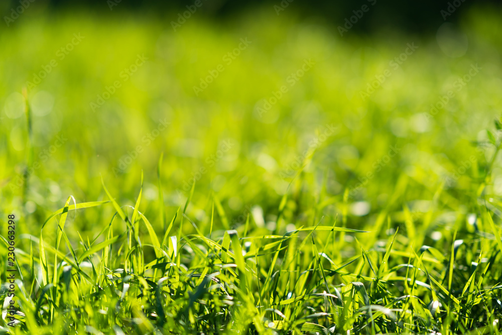 Very green and fresh grass. Symbol of freshness and natural. Brightness and hue colour. Close-up view. Very green and fresh grass. Symbol of freshness and natural. Brightness and hue colour. Close-up view.