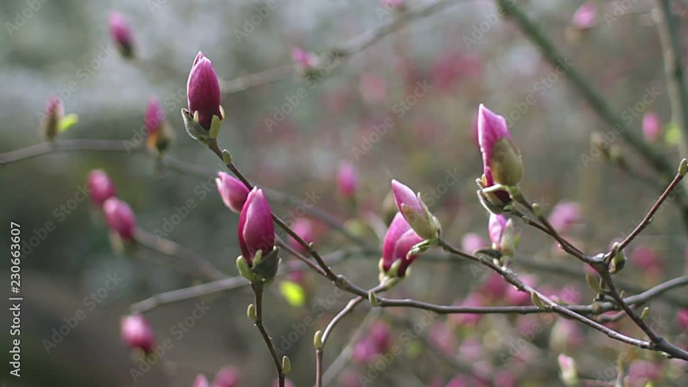 pink magnolia bud, flowers of the pink magnolia, pink magnolia, pink Magnolia flowers on tree branch, Magnolia tree blossom, pink magnolia blossoms on the sky background pink magnolia bud, flowers of the pink magnolia, pink magnolia, pink Magnolia flowers on tree branch, Magnolia tree blossom, pink magnolia blossoms on the sky background