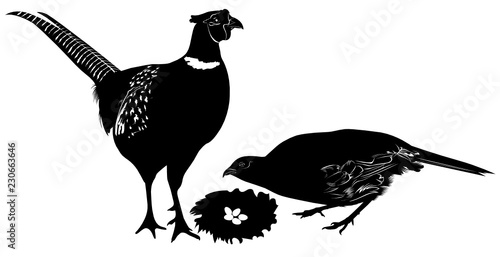 pheasant bird isolated on white background