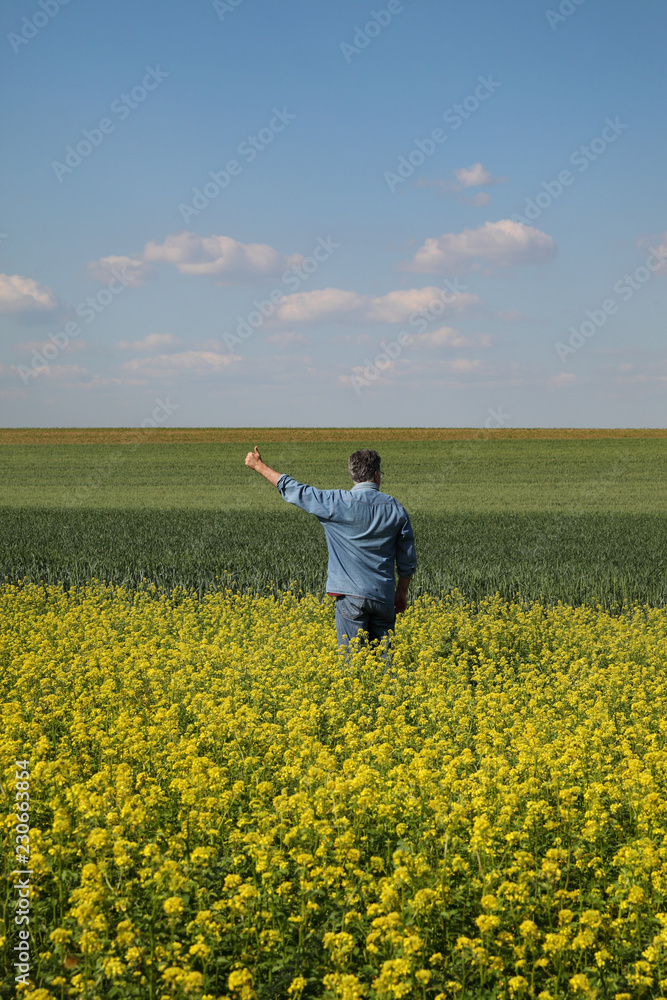 Agronomist or farmer examining blossoming canola and wheat field and gesturing with hand and thumb up, rapeseed plant in early spring