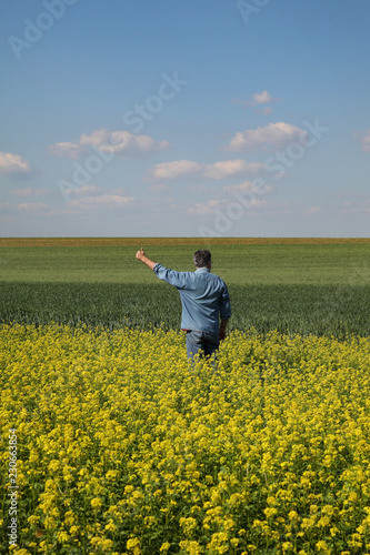 Agronomist or farmer examining blossoming canola and wheat field and gesturing with hand and thumb up, rapeseed plant in early spring