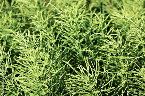 Green grass - nature background of Horsetail or Equisetum.