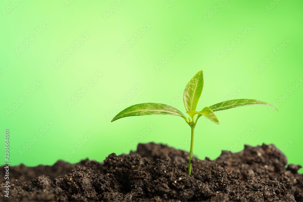 Growth of new life on background Growth of new life on background