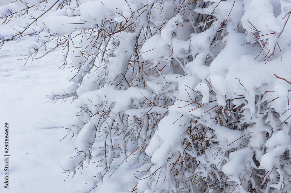 snow-covered branches and trees in the city park snow-covered branches and trees in the city park