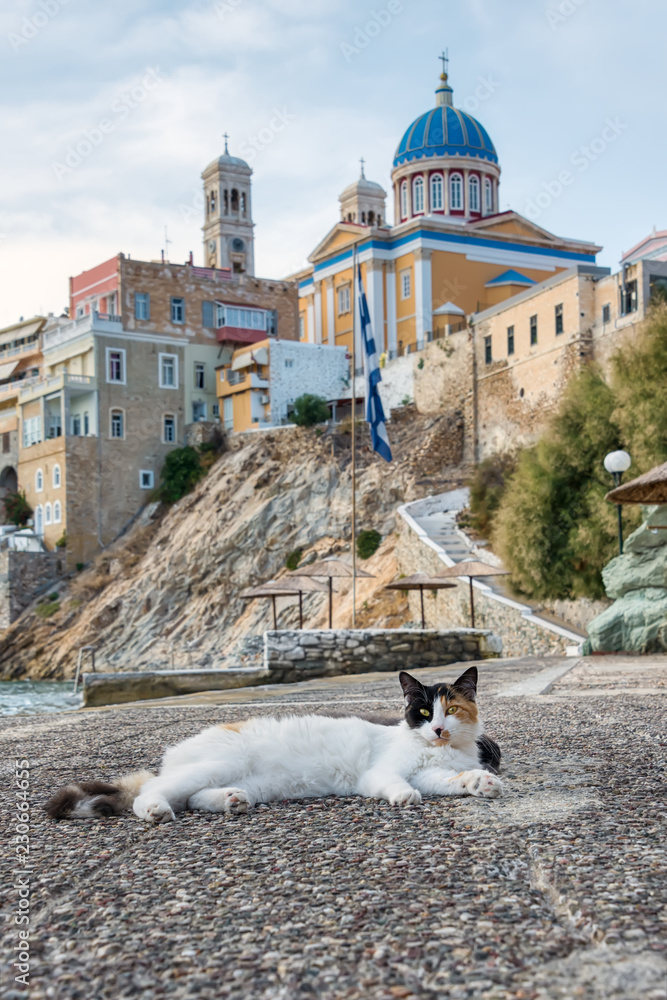 Fototapeta premium Cat in the town Ermoupoli, island Syros, Cyclades, Greece