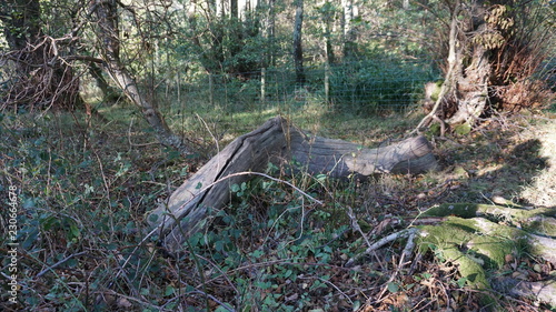 tree in forest