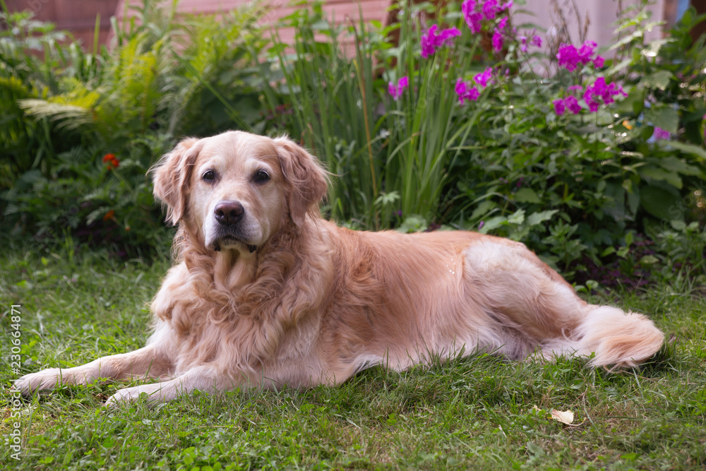 golden retriever on the grass