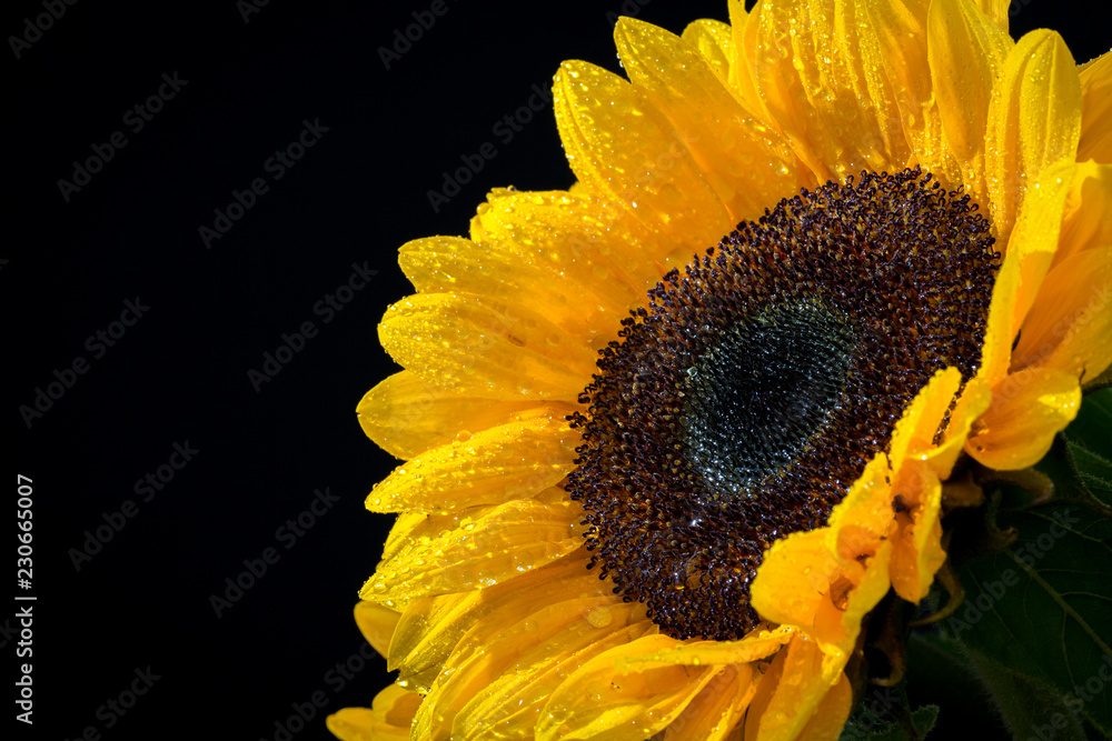 Naklejka premium Sonnenblume