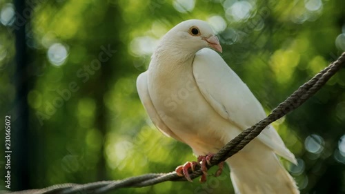 White dove perching on a the rope