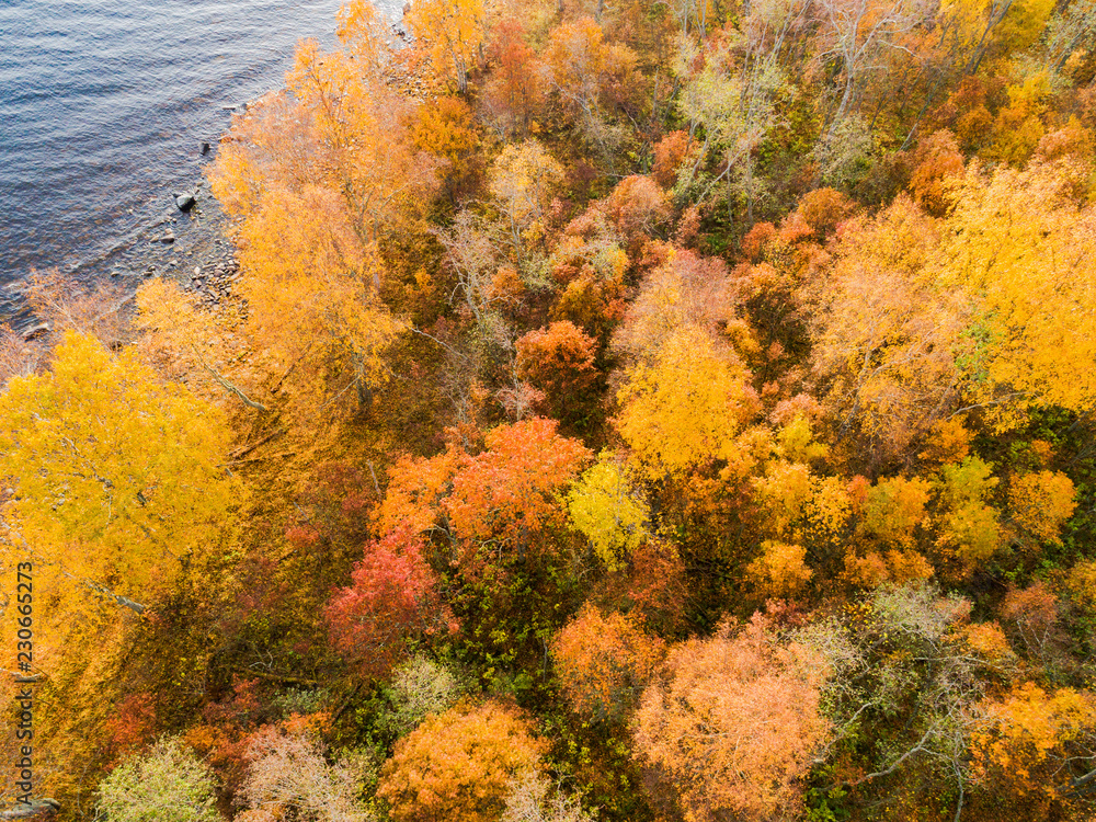 Aerial view over forest during vibrant autumn. Aerial view of seashore with stone. Coastline with sand and water. Aerial drone view of forest with yellow trees and beautiful lake landscape from above
