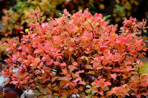 Barberry with colorful pink, yellow foliage in the autumn garden close-up.
