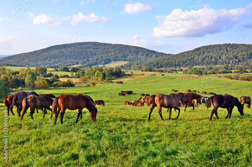 Horses grazing on field over grass, Low Beskids (Beskid Niski), Poland