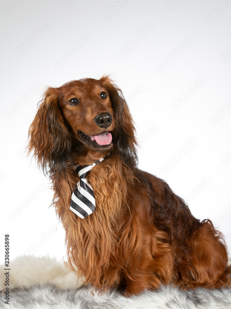 Funny wiener dog. Dachshund wearing a tie. Image taken in a studio. Funny dog concept image.