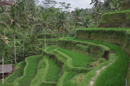 New rice growth at the Tegallalang rice terraces near Ubud, Bali in Indonesia