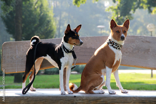 zweifarbiger und dreifarbiger basenji hund stehend und sitzend auf einer holzbank in meppen emsland deutschland fotografiert im querformat photo