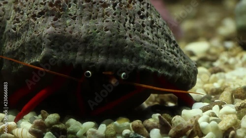 hermit crabs in a laboratory experimental tank, marine biology photo