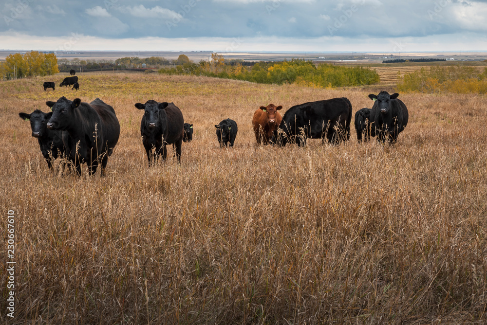 Cattle near Beiseker, Alberta in Canada