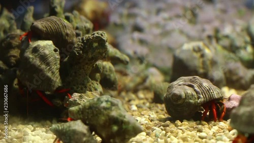 hermit crabs in a laboratory experimental tank, marine biology photo