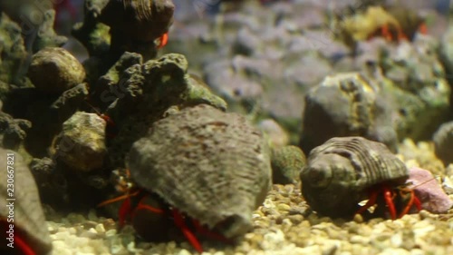 hermit crabs in a laboratory experimental tank, marine biology photo