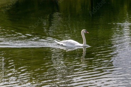 Schwan