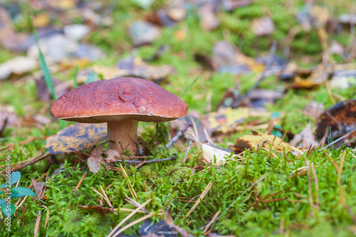 Edible mushroom growing in the forest, side view