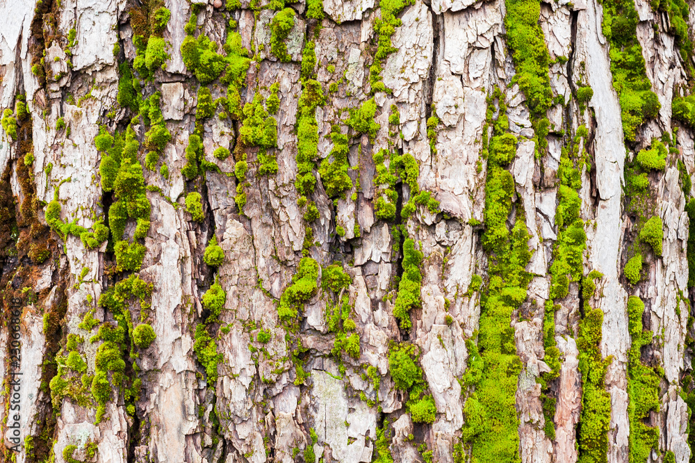 Obraz premium Tree bark covered with moss closeup texture