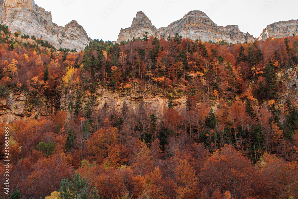 Trees of different colors in Autumn in the Ordesa Valley Monte Perdido .Concept elements of Nature