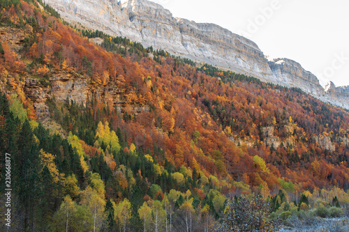 Trees of different colors in Autumn in the Ordesa Valley Monte Perdido .Concept elements of Nature photo