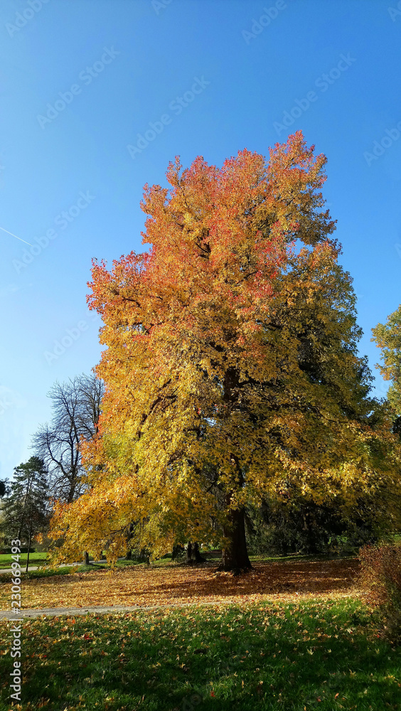 maple tree with colored leaves in autumn park maple tree with colored leaves in autumn park