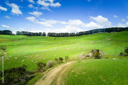 Sheep grazing in pasture in New Zealand 