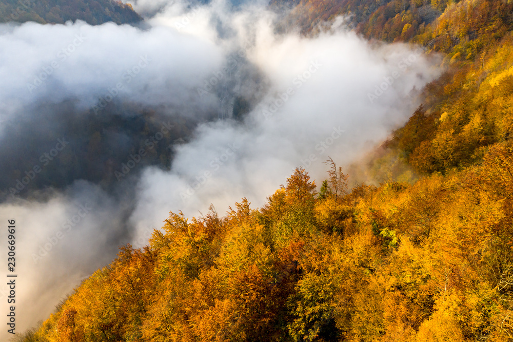 Foggy autumn morning in the forest aerial view Foggy autumn morning in the forest aerial view