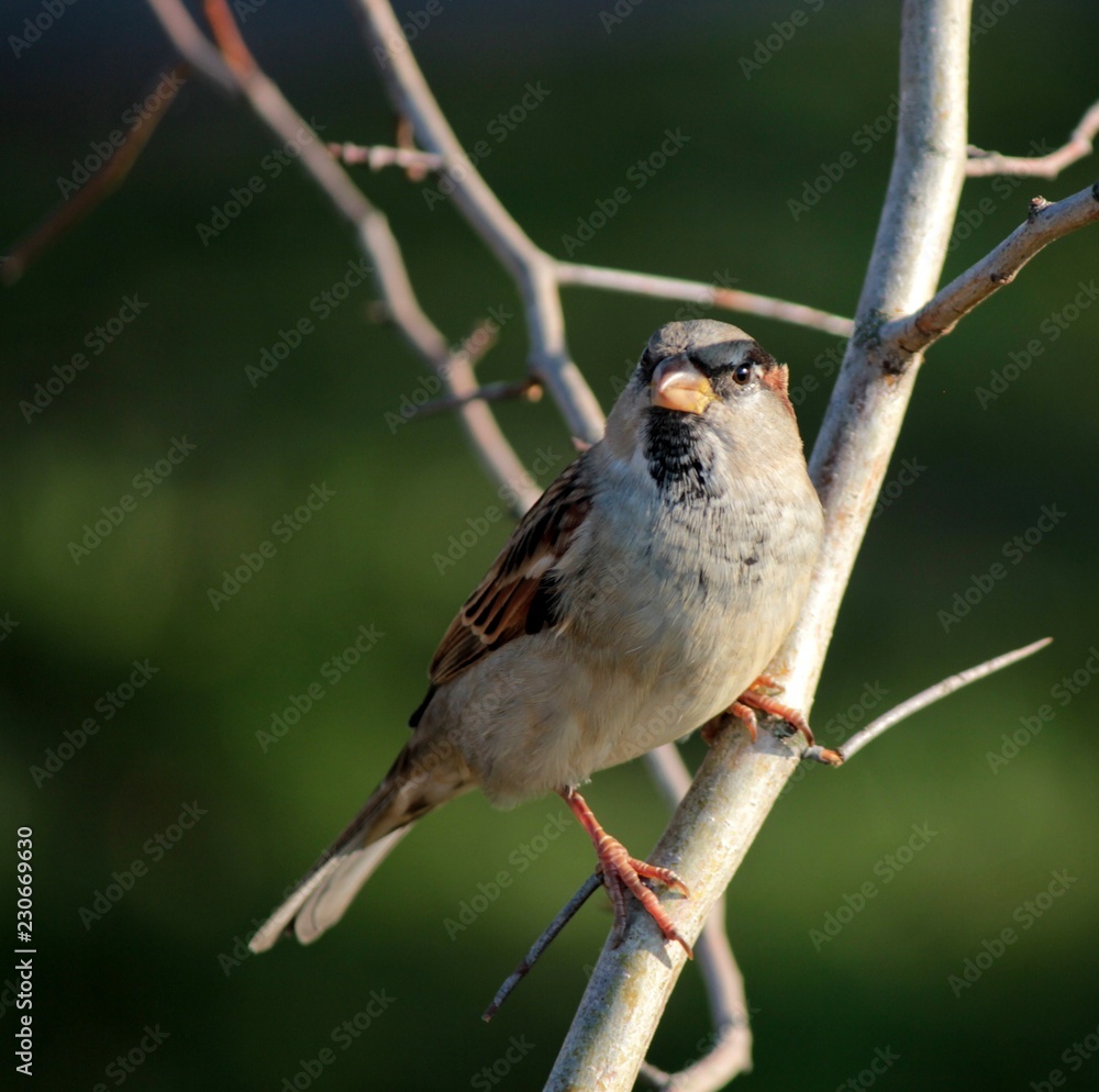 Obraz premium sparrow on a branch