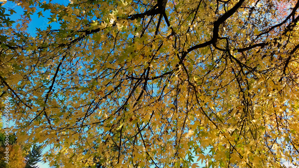 maple tree with yellow leaves in autumn park maple tree with yellow leaves in autumn park