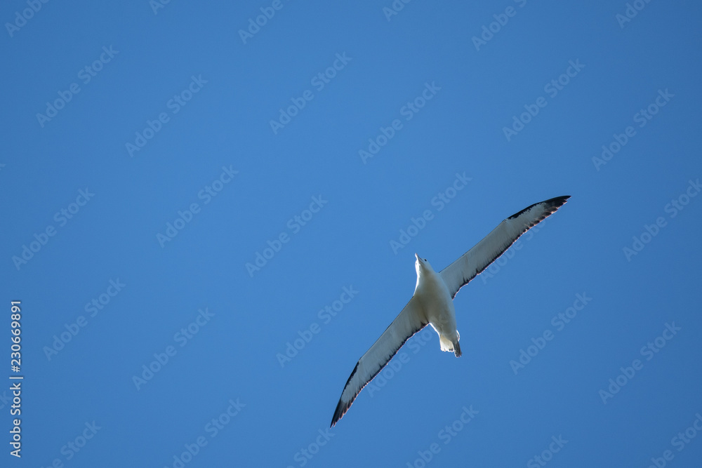 Royal Albatross with a three-meter wingspan gliding effortlessly and silently over Dunedin colony Royal Albatross with a three-meter wingspan gliding effortlessly and silently over Dunedin colony