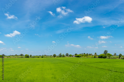 Bright green fields with blue sky.
