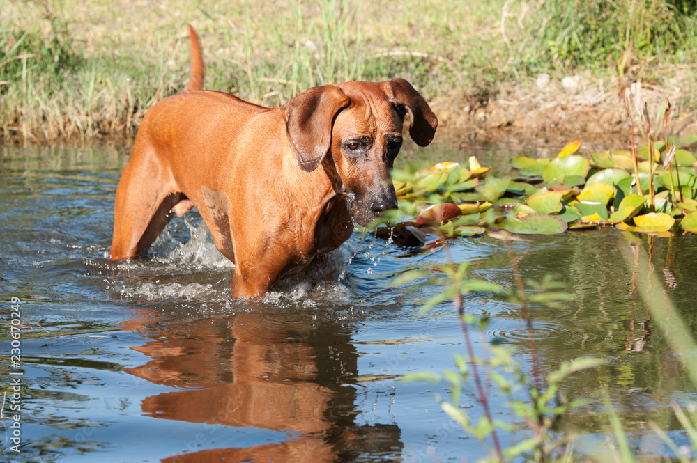 Rhodesian Ridgeback Male Portrait