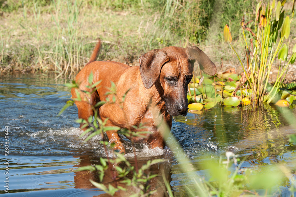 Rhodesian Ridgeback Male Portrait Rhodesian Ridgeback Male Portrait