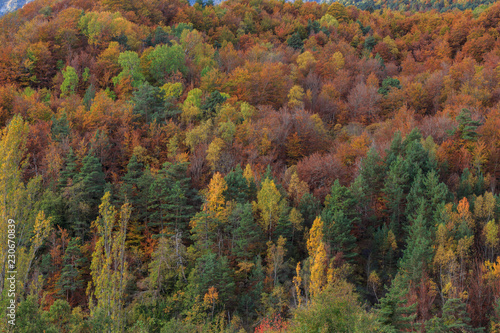 Trees of different colors in Autumn in the Ordesa Valley (Ordesa National Park - Monte Perdido).Concept elements of Nature