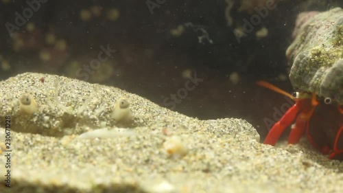 Arenaeus mexicanus sand crab photo