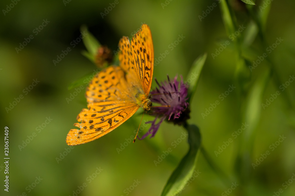 Obraz premium Kaisermantel