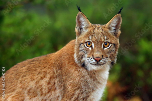 Fotografia The Eurasian lynx (Lynx lynx), portait. Siberian lynx portait.
