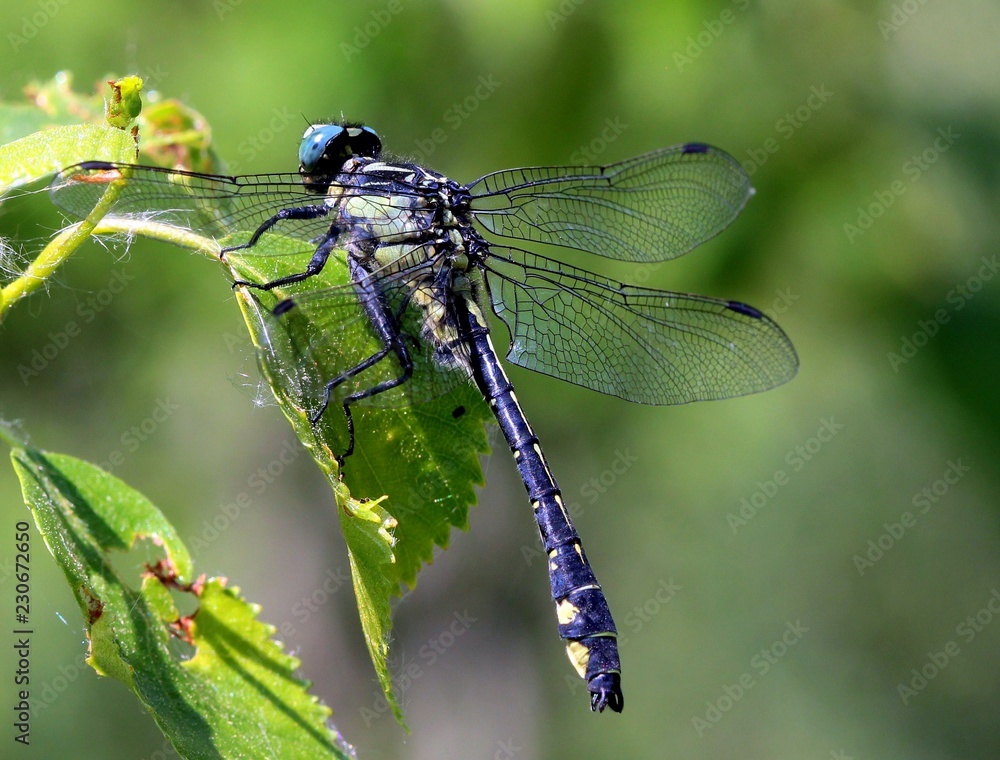 Macro. Dragonfly on a green leaf on a summer day Macro. Dragonfly on a green leaf on a summer day