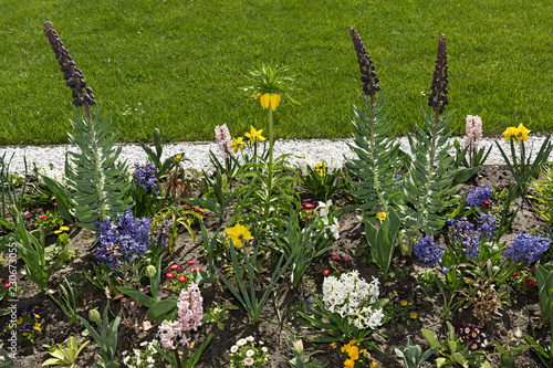 Fototapeta Naklejka Na Ścianę i Meble -  Flores de bulbos plantados en jardín.