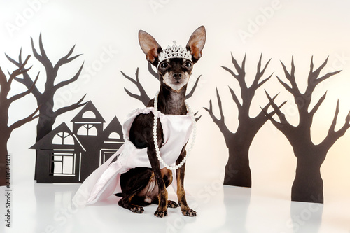 Dog in a woman's dress. Lit...