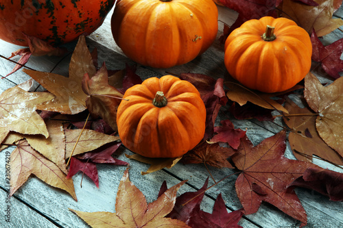 Diverse assortment of pumpkins on a wooden background. Autumn harvest.