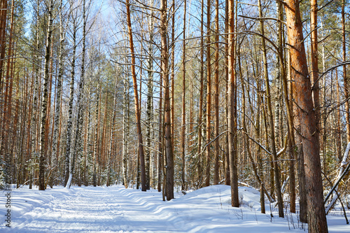 Beautiful winter forest in sunny and cold weather after snowfall © Sergei Malkov